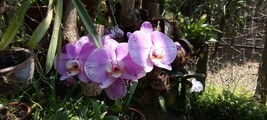 20230207_114746-av-bot-garden-orchid.jpg