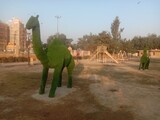 20221205_081338-jaisalmer-green-camel.jpg