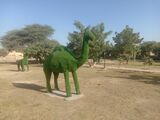 20221208_095835-jaisalmer-gruenes-kamel.jpg