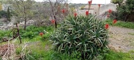 20240210_095208-ispica-aloe-da.jpg