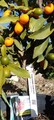 20240226_090103-ispica-kumquat.jpg