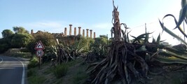 20241008_082133-agrigento-saeulen.jpg