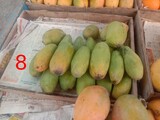 20220607_163343-sadri-mango-8-desri.jpg