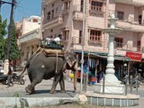 20211014_125734-sadri-elephant.jpg