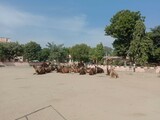 20211108_103738-sadri-camel-herd.jpg