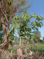 20220204_155055-sadri-papeia-tree.jpg
