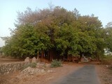 20220508_062543-gura-mangaliya-banyan-tree.jpg