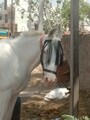 20220409_115215-udaipur-merwar-horse.jpg
