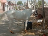 20220409_115226-udaipur-merwar-horse.jpg